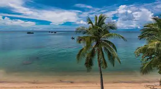 Palm trees beside Regal Resort next to Mae Haad Beach Koh Tao