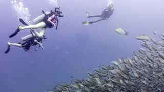 PADI Deep Diver Specialty Course divers swim by a group of fish 