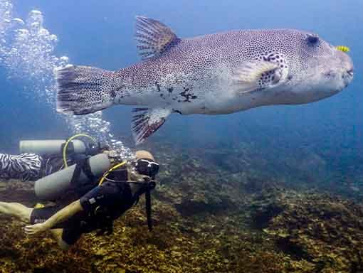PADI Discover Scuba Diving duikers met puffer fish