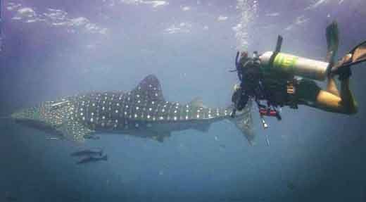 PADI Nitrox Speciality diver course diver swim with whaleshark