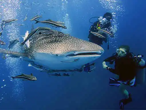 Whale shark seen by Advanced Adventurer Student Divers from Koh Tao Thailand