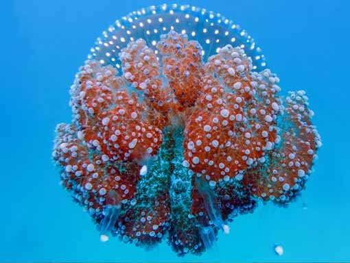 Padi Naturalist Specialty rhizostome jellyfish
