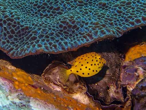 PADI Underwater Videographer course yellow boxfish under coral