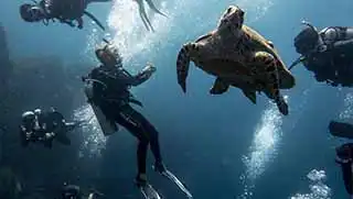 Advanced diving courses on Koh tao seeing turtle underwater