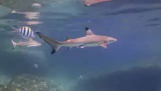 Blacktip reef shark seen during Shark Ecology Course on Aow Leuk dive site Koh Tao