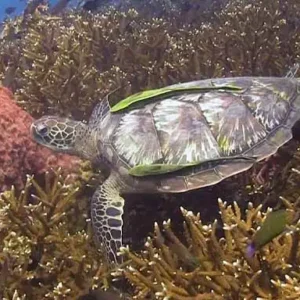 Turtle with Remora seen on dive site near Koh Tao