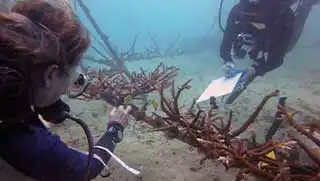 Marine conservation divers checking the health of transplanted coral at Junkyard Reef Koh Tao