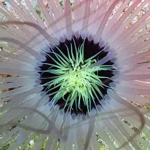 Crystal Dive One with Nature Package