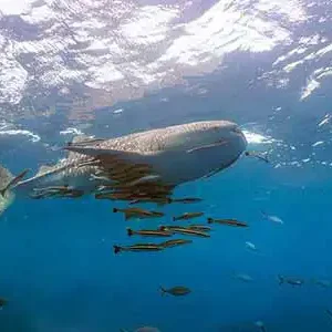Whale shark seen from below with remora around on Koh Tao