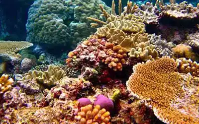 Koh Tao health coral reef
