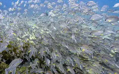 School of fish seen on deep diver specialty course on Koh Tao