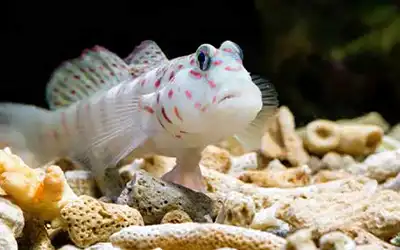 The Odd Couple – Goby & Shrimp