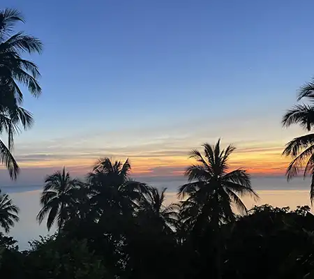 Palm Trees at sunset around Crystal Dive on Koh Tao Thailand