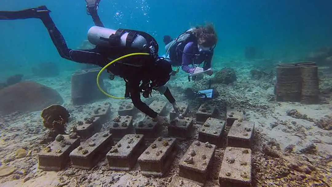 thecoraltribe.com-adopt-a-coral-dmcr The Coral Tribe monitoring restoration projects on Koh Tao
