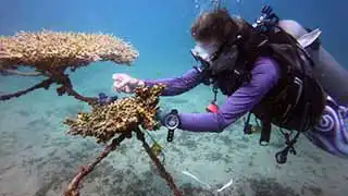 thecoraltribe.com-adopt-a-coral-measurements The Coral Tribe taking measurements of transplanted coral on artificial reef structures
