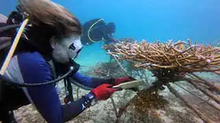 thecoraltribe.com-adopt-a-coral-maintenance The Coral Tribe maintaining transplanted coral on Koh Tao