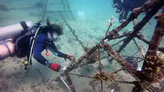 thecoraltribe.com-adopt-a-coral-pyramids-clean Cleaning artificial reef structures on Junkyard Reef dive site Koh Tao
