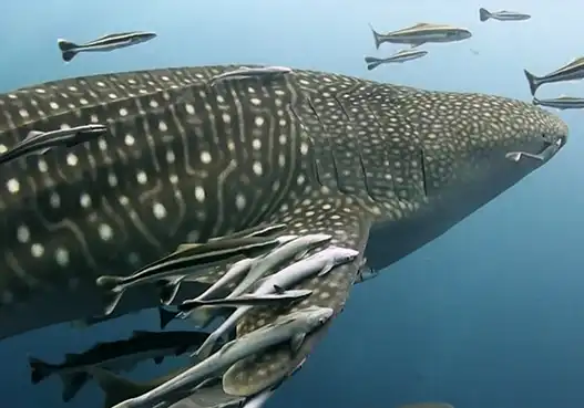 crystaldive.com-chronicles-dive-schools-whale-shark Whale Shark