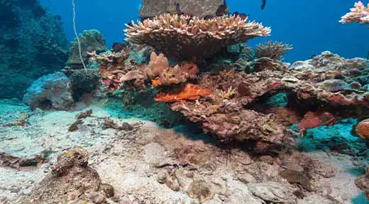Rescue Diver