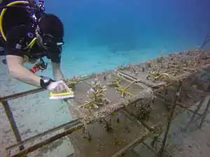 The Coral Tribe diver conducting maintenance on artificial reef structures on Koh Tao
