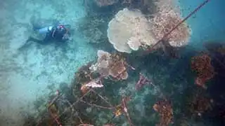thecoraltribe.com-coral-restoration-anchor-damage Coral Restoration Anchor Damage to artificial Reef Structures Koh Tao