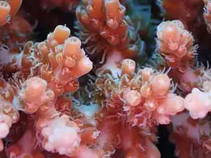 Close-up of branching coral on Koh tao Thailand
