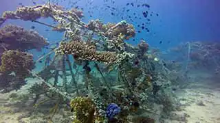 thecoraltribe.com-coral-restoration-dome Coral Restoration on Artificial Reef structure at Junkyard Reef Koh Tao
