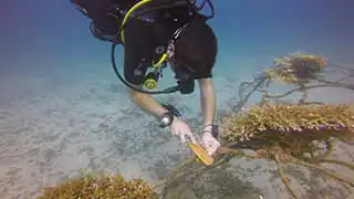 thecoraltribe.com-coral-restoration-maintenance Transplanted Coral on Artificial Reef Structures maintenance at Junkyard Reef Koh Tao