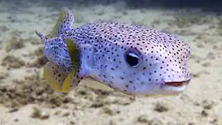 thecoraltribe.com-coral-restoration-puffer Steve the Pufferfish seen on Koh Tao