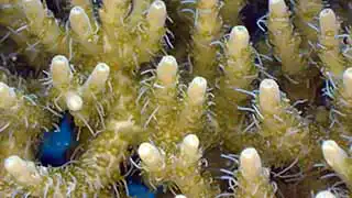 thecoraltribe.com-coral-restoration-table-coral Close-up of table coral from coral restoration project Koh Tao