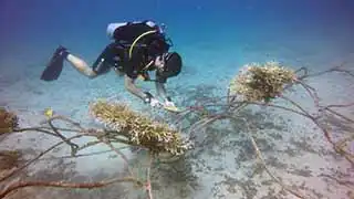 The Coral Tribe diver cleaning artificial reef structures with transplanted coral on Koh Tao