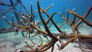 Close-up of transplanted Staghorn Coral on artificial reef structures Koh Tao