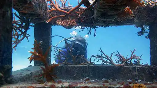 Marine conservation diver observing transplanted coral on artificial reef structures on Koh Tao