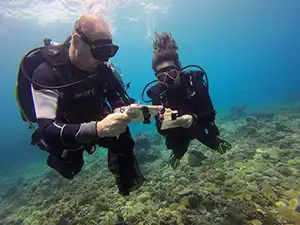 The Coral Tribe divers conducting a reef check around Koh Tao