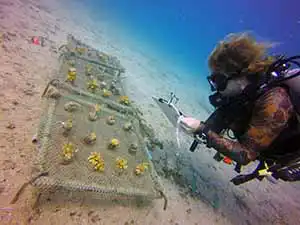 The Coral Tribe divers surveying marine conservation projects on Koh Tao