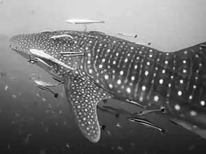 Whale shark around Koh Tao Thailand