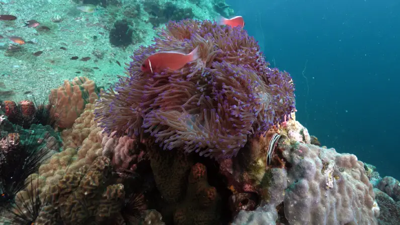 Fish Identification Specialty Anemonefish Koh Tao Thailand