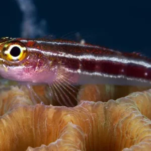 Close up of fish and coral during Marine Ecology Specialty at Crystal Dive on Koh Tao Thailand