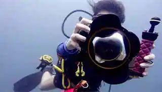 crystaldive.com-master-scuba-diver-trainer-digital-underwater-photographer Crystal Dive digital underwater photographer specialty diver