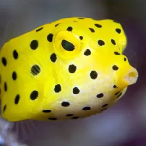 Yellow boxfish spotted during Fish Identification Specialty dive on Koh Tao Thailand with Crystal Dive
