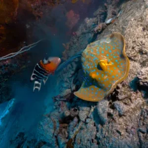Blue Spotted Ray spotted with Wrasse during Manta & Ray Ecology Specialty on Koh Tao