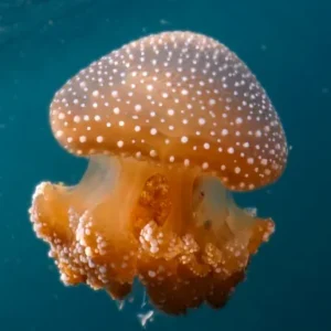 Jellyfish seen during Marine Invertebrate Ecology Specialty near Koh Tao Thailand