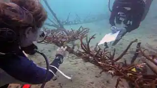 thecoraltribe.com-diver-measuring-coral-underwater-with-student The Coral Tribe divers measuring transplanted coral