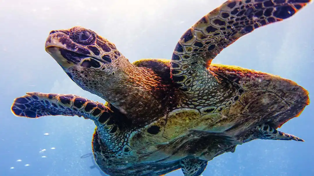 about crystal dive resort koh tao turtle Turtle seen at Crystal Dive Resort Koh Tao the best place to learn to dive in Thailand