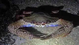 Crab seen during Night & Limited visibility specialty dive on Koh Tao
