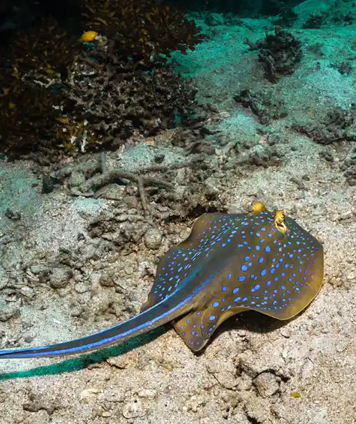 Stingray feeding during the night diving specialty course on Koh Tao