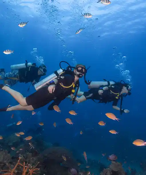 Probeer duiken op Koh Tao Basic Divers en verken het rif veilig