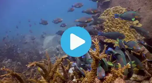 Link to Koh Tao dive site guide video of aow leuk