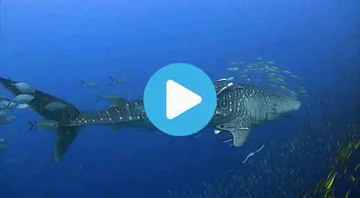 Link to Koh Tao dive site guide video of chumphon pinnacle