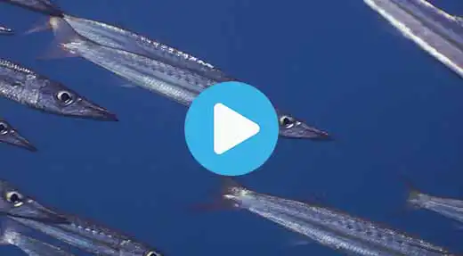 Link to Koh Tao dive site guide video of green rock